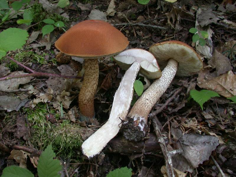 Leccinum pseudoscabrum